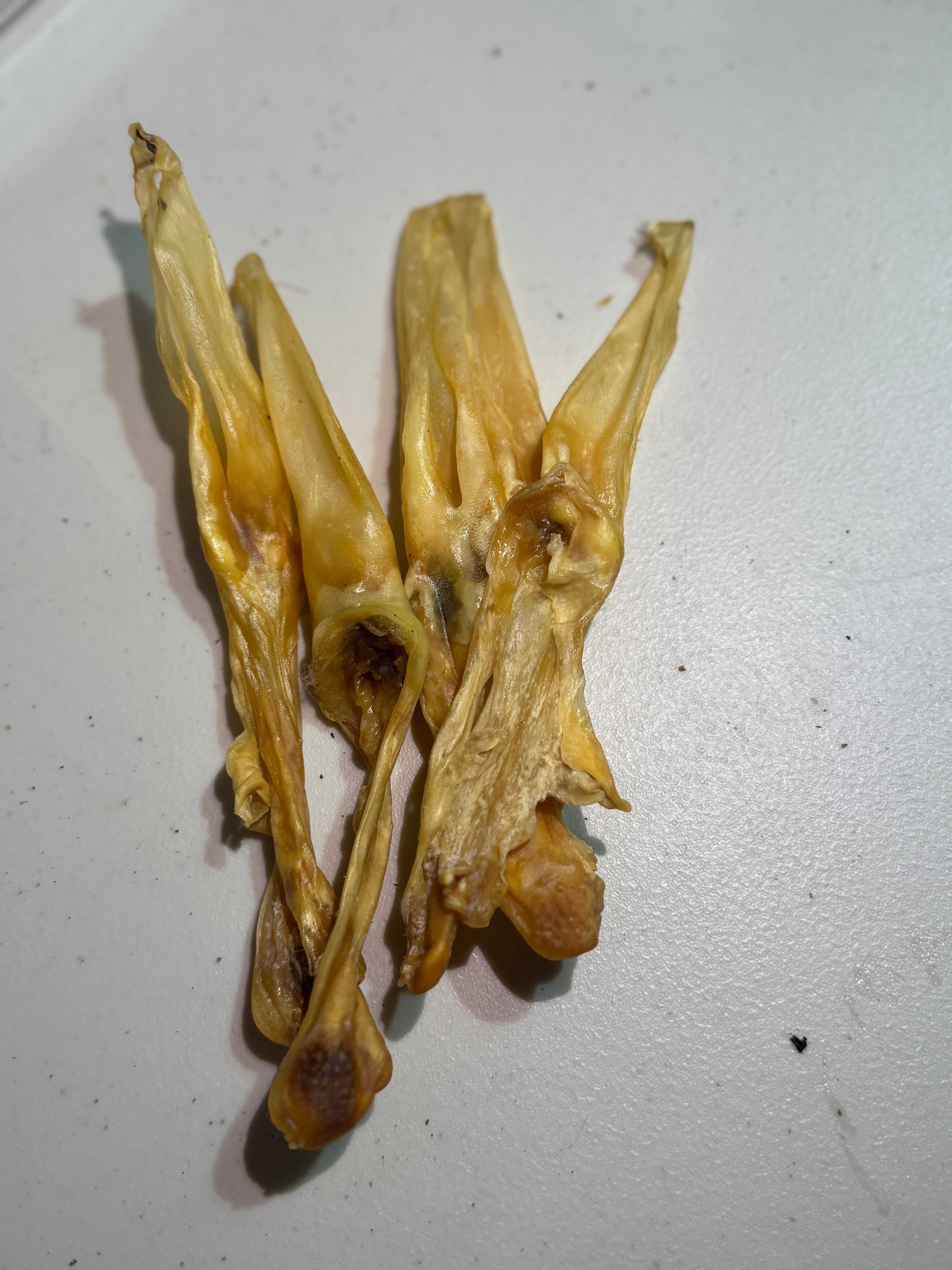 Hairless Rabbits Ears